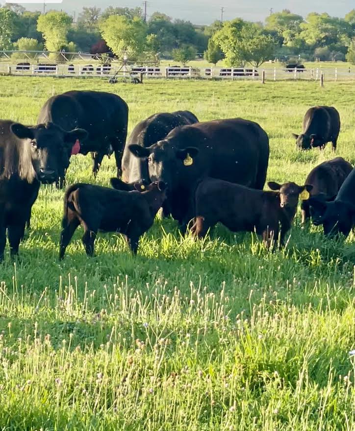 CALVES2021